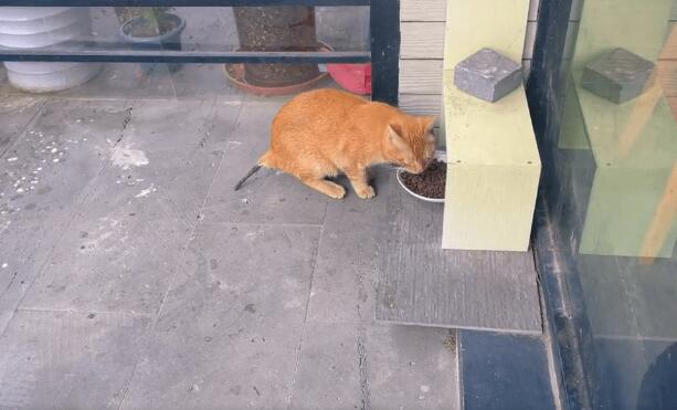 尾巴已经萎缩发黑的流浪猫，手术后不停发抖