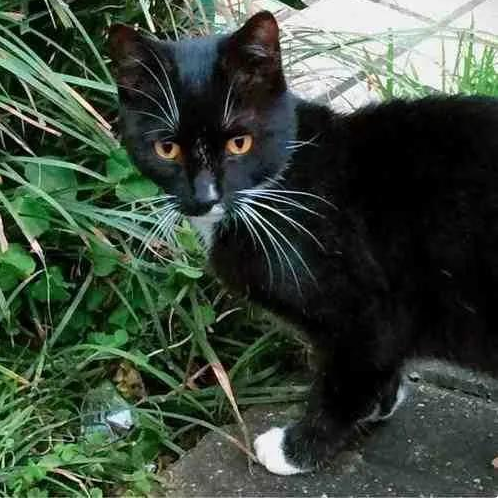 一只出生在明城墙脚下黑猫的自述 一只出生在明城墙脚下黑猫的自述