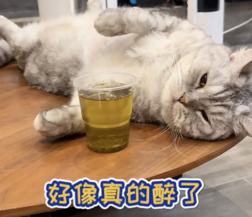 喝酒、美甲、过度摄入猫薄荷,“宠物网红”正在遭受伤害 喝酒、美甲、过度摄入猫薄荷,“宠物网红”正在遭受伤害