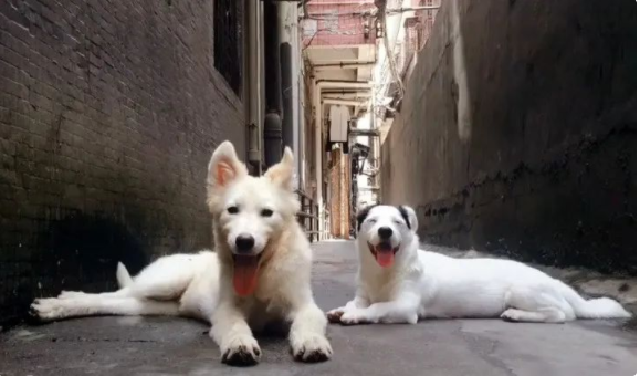 爱犬意外走失,主人天天寻找,23天后竟在狗肉馆发现了它 爱犬意外走失,主人天天寻找,23天后竟在狗肉馆发现了它