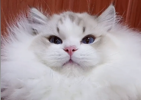 STARSNOW布偶猫好养吗 STARSNOW布偶猫好养吗
