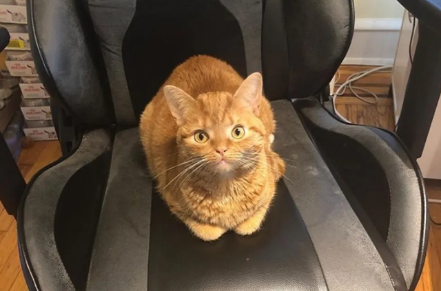 小橘猫紧紧抱着姑娘的手,不肯姑娘离开,只希望姑娘带它回家! 小橘猫紧紧抱着姑娘的手,不肯姑娘离开,只希望姑娘带它回家!