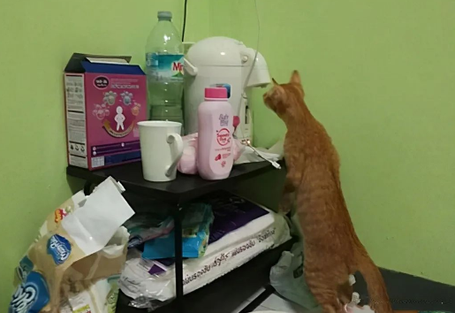 猫咪偷偷溜进婴儿房，结果没想到这么暖心！