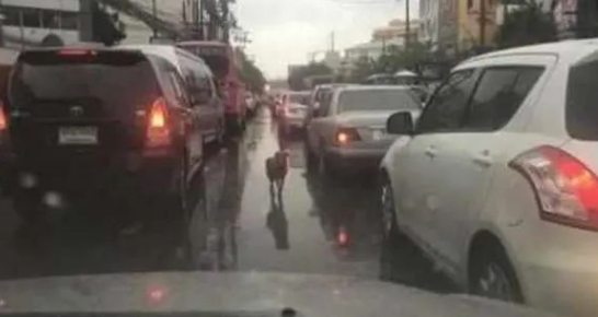 雨中堵车，狗狗挨个车子趴窗户往里看，知道原因后十分感动