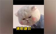 球球是只猫第一个视频