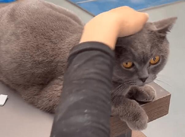 漂亮蓝猫被房东丢出屋外，还让人别管它
