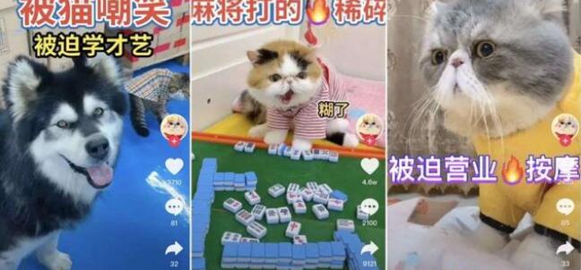 一只狗直播月入百万，宠物太吸金了