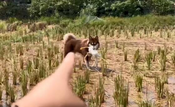 可乐不是哈士奇是真的吗