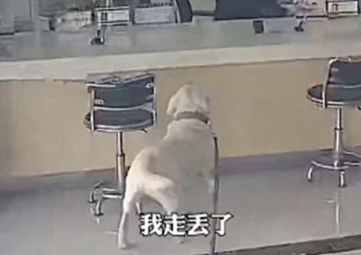 拉布拉多来警局“报案”,拉着民警往食堂跑 拉布拉多来警局“报案”,拉着民警往食堂跑