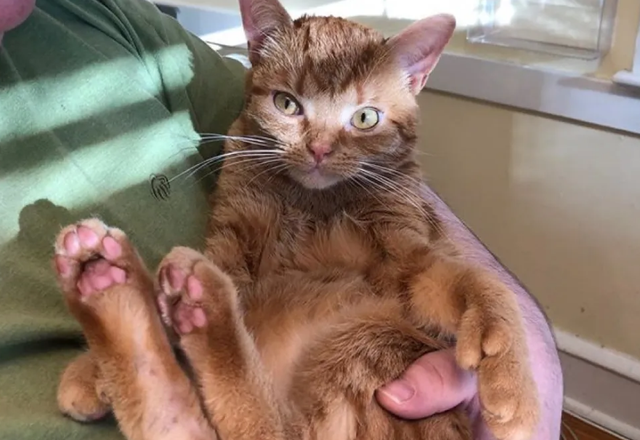 小橘猫紧紧抱着姑娘的手,不肯姑娘离开,只希望姑娘带它回家! 小橘猫紧紧抱着姑娘的手,不肯姑娘离开,只希望姑娘带它回家!