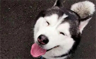 酷狗哈士奇主人是谁