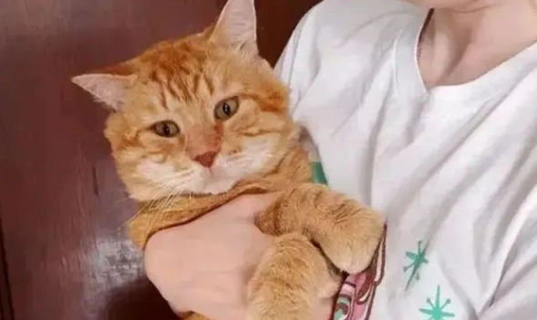 橘猫窗外大喊，吓得女孩赶紧找食物：不对，我没养猫