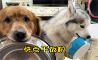 金毛甜妞和面包视频什么音乐