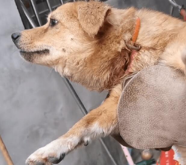 不知它在主人家有多绝望,脖子被勒烂的狗狗才会选择躲进陌生人家中 不知它在主人家有多绝望,脖子被勒烂的狗狗才会选择躲进陌生人家中