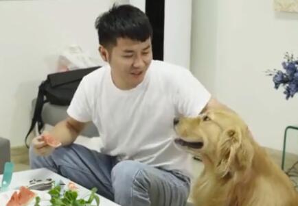 揭秘金毛路虎的主人身份,快来看! 揭秘金毛路虎的主人身份,快来看!