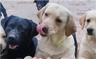 拉布拉多犬的快乐生活有几只狗