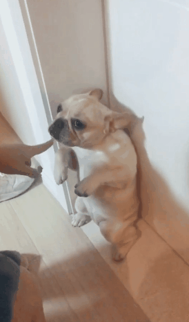 狗狗犯错挨骂时低头是在反省吗那你就错了