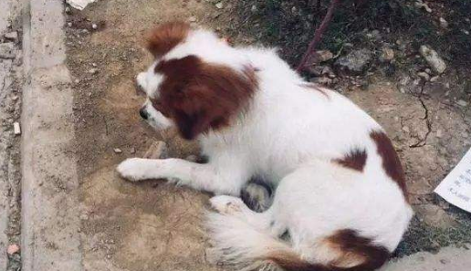 流浪狗一家被福利院老人堵在下水道里险丧命，狗狗：谁来救救我们一家