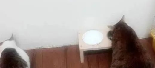 布偶猫一次生了19只,自己都不敢相信了! 布偶猫一次生了19只,自己都不敢相信了!