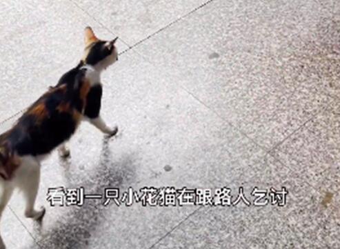小猫躺在便利店门口,看着路人:能给我一口吃的吗? 小猫躺在便利店门口,看着路人:能给我一口吃的吗?