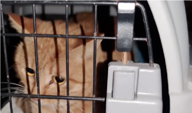 情侣吵架猫狗遭殃,被主人从9楼扔下的宠物猫狗 情侣吵架猫狗遭殃,被主人从9楼扔下的宠物猫狗