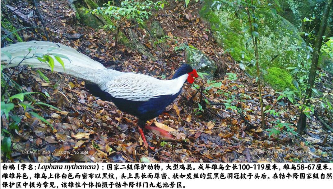 祁门县牯牛降最新监测到多种国家保护动物