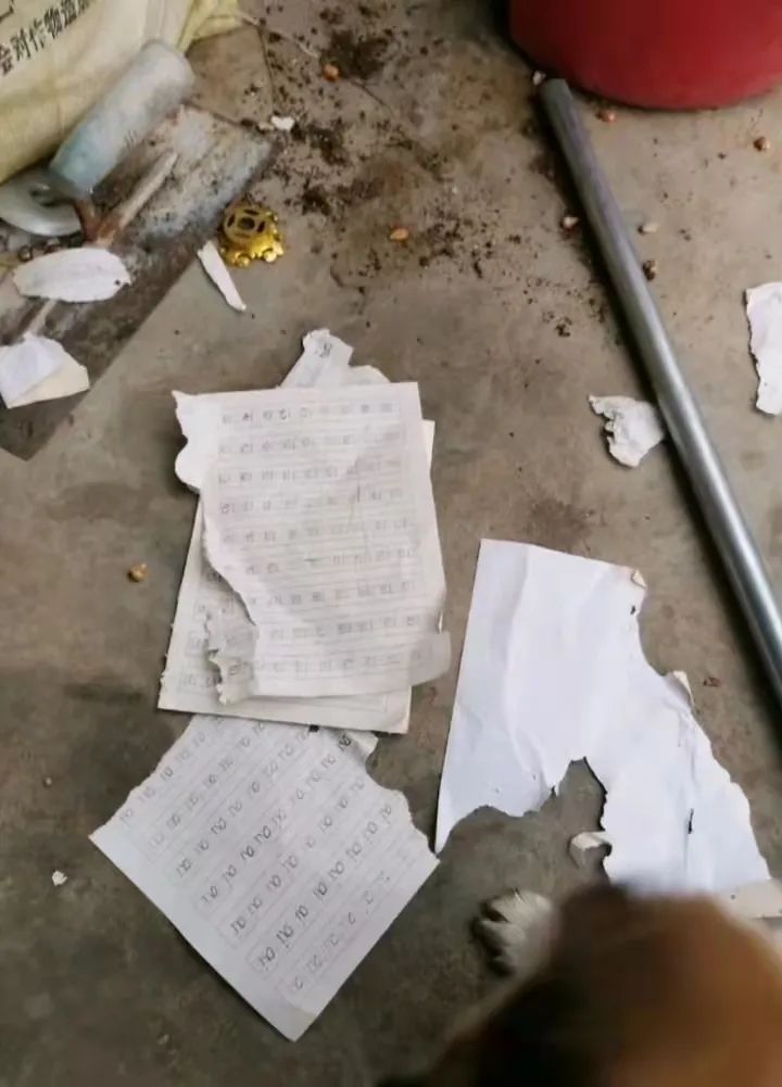 作业被小狗撕了，小学生崩溃大哭，妈妈告诉老师，老师的做法亮了(图1)