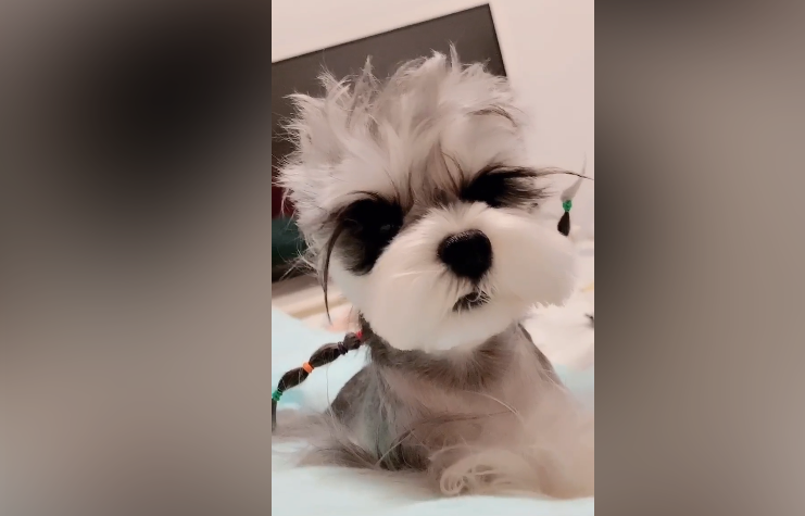 豆饼de外婆｜雪纳瑞多大了