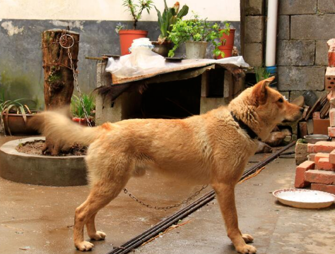 60斤的贵州土狗照片图片