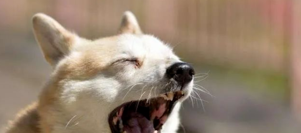 狗狗害怕的8个表现，你还不了解？