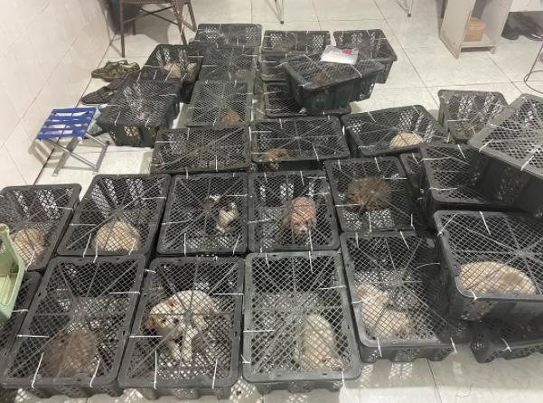 疯了！国内“宠物盲盒”狂卖，大批幼猫幼犬被塞箱活活憋死…