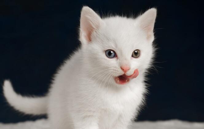 猫咪的毛色决定了它的性格,你知道吗? 猫咪的毛色决定了它的性格,你知道吗?
