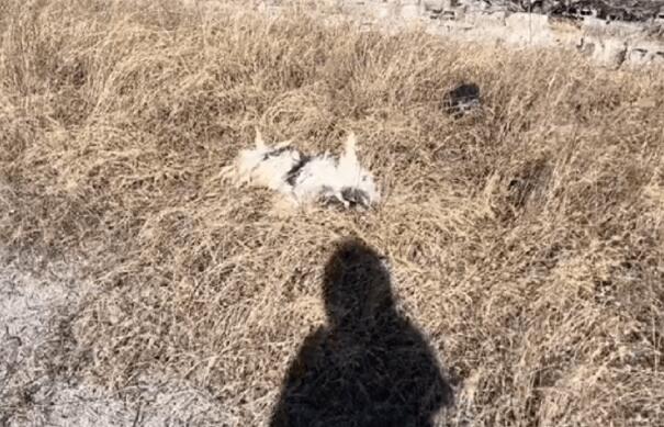 身披“铠甲”奄奄一息的流浪狗，当它卸下“铠甲”时，这才是它真实的模样
