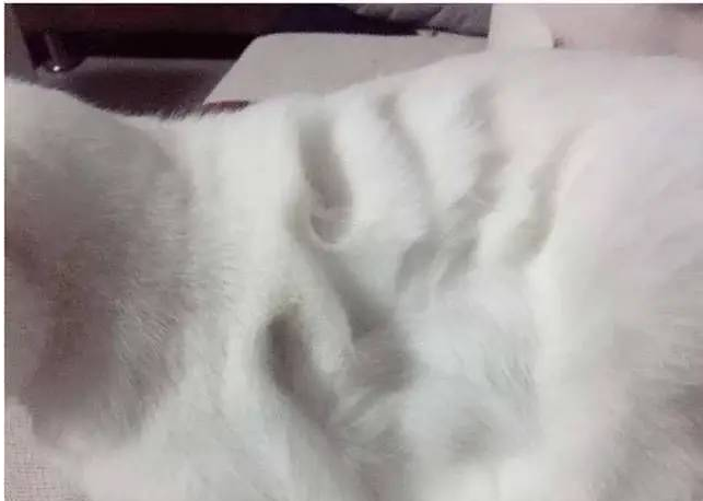 铲屎官把手按在猫咪身上，松开一看掌印清晰，网友的评论亮了