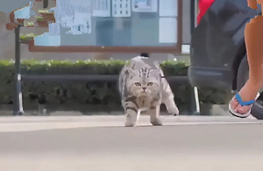 猫咪这大摇大摆的走姿，实在太有趣了!