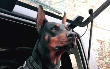 杜宾犬黑虎会什么 宠物网问答