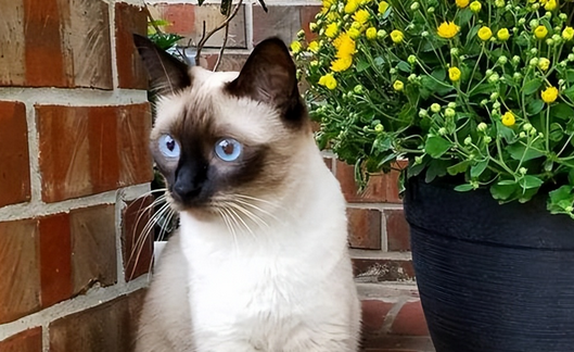 养猫首选!这几种猫,好养而且身体棒 养猫首选!这几种猫,好养而且身体棒