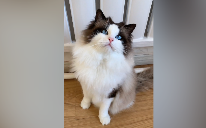 铁蛋布偶猫是纯种的吗 铁蛋布偶猫是纯种的吗