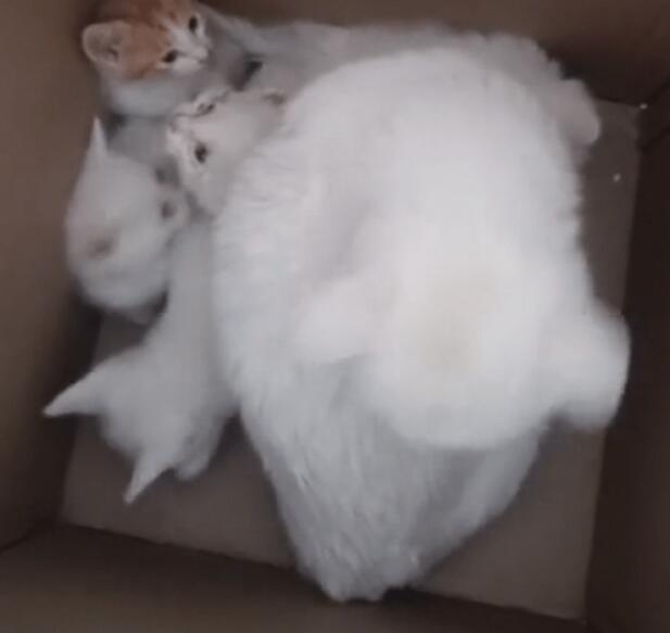 一窝6只可爱猫咪被抛弃,还好有好人收留