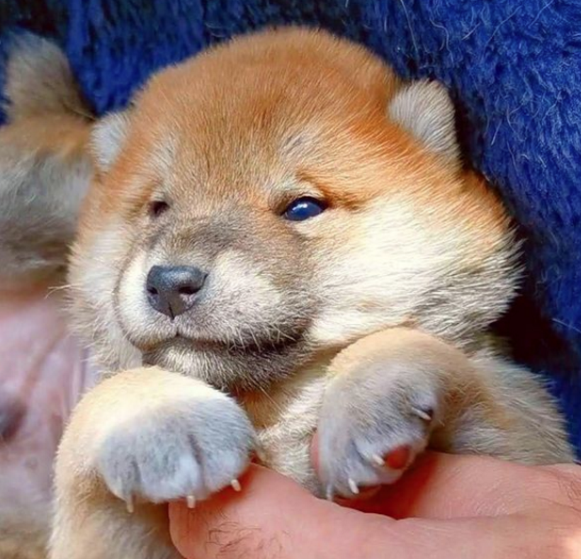 柴犬生了个“独子”，它紧抱着奶狗不放：别卖掉它，留下吧