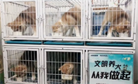 老李养五十只秋田犬在哪里