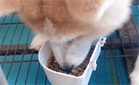 老李养五十只秋田犬狗吃的什么