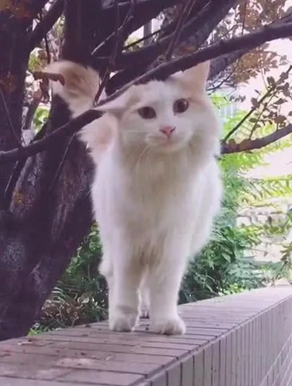 网友好心喂流浪猫食物,次日看到窗前此景,二话不说带回了家! 网友好心喂流浪猫食物,次日看到窗前此景,二话不说带回了家!