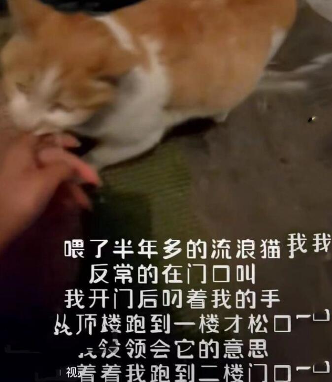 女子喂养流浪猫半年多，原主人找上门来