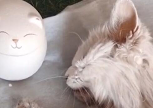 老人去世后猫咪不吃不喝,2天后随主人而去 老人去世后猫咪不吃不喝,2天后随主人而去