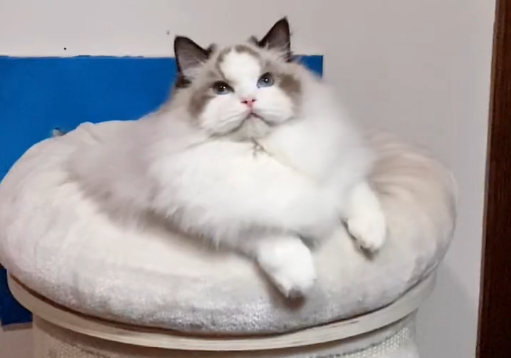 景维布偶猫是纯种的吗