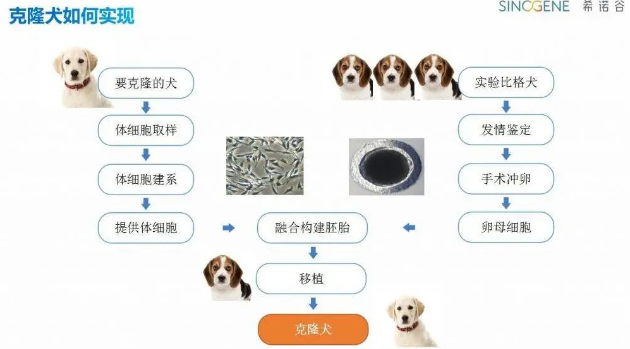 自私还是延续爱？Instagram 博主克隆宠物惹争议