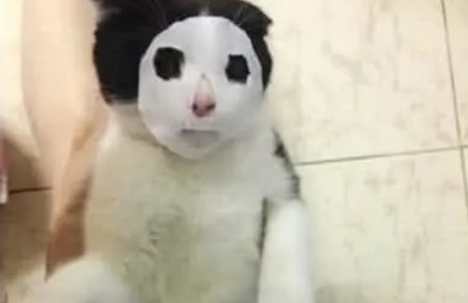 男子托女友代养猫咪,晚上发来照片,一看笑坏了! 男子托女友代养猫咪,晚上发来照片,一看笑坏了!