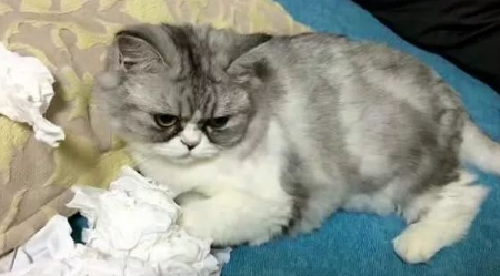 猫咪上辈子一定是纸巾怪 猫咪上辈子一定是纸巾怪