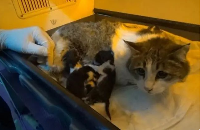 怀孕猫妈在诊所门焦急等待，医生当场愣住，猫：我要生了